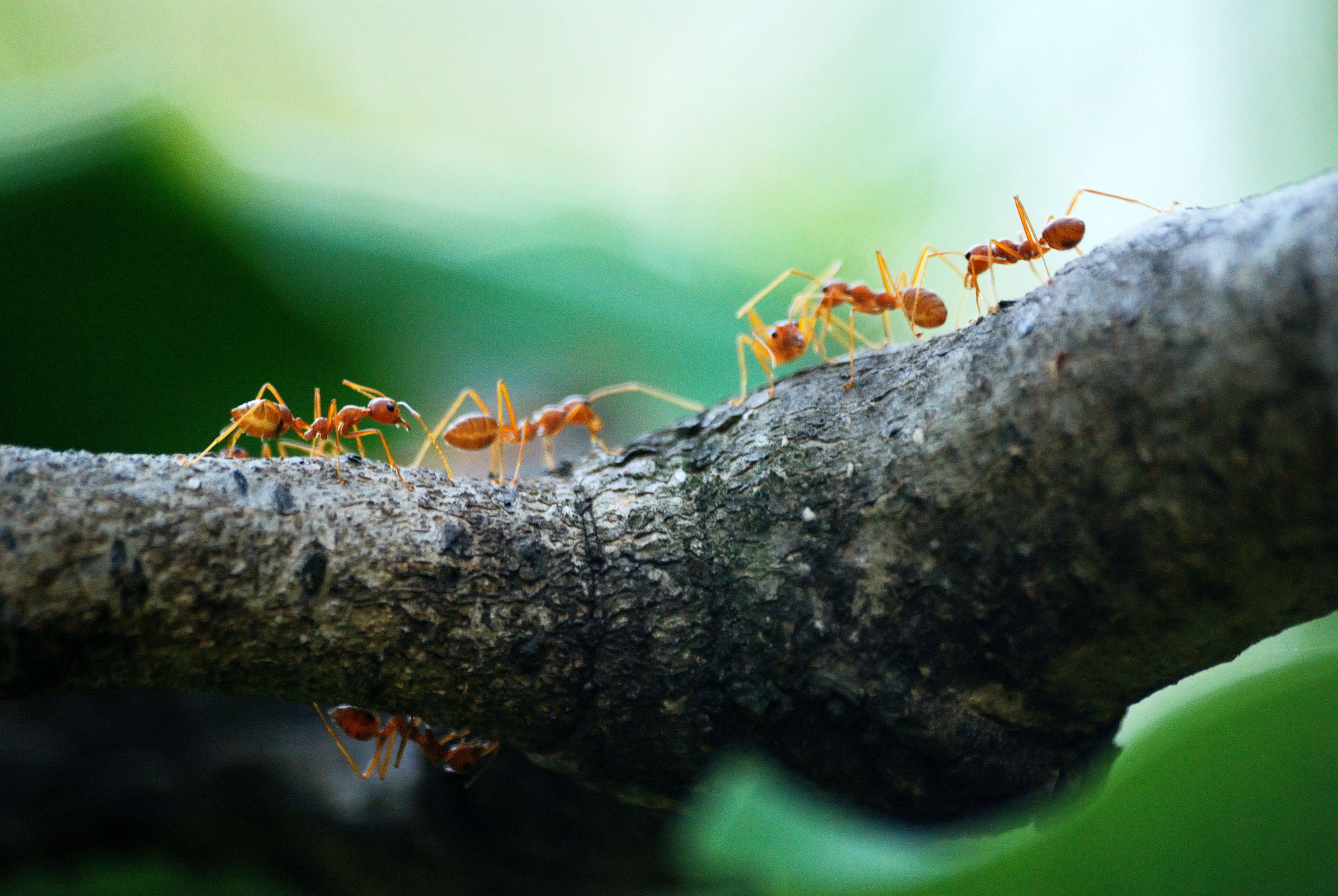 6 Leadership and Career Lessons We Can Learn from Animals | eXo Platform 6 Leadership and Career Lessons We Can Learn from Animals | eXo Platform